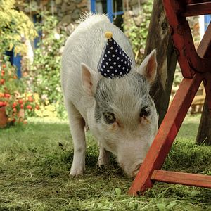 Photo Lassie - Ein neues Abenteuer