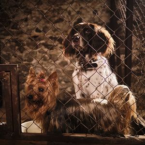 Photo Lassie - Ein neues Abenteuer