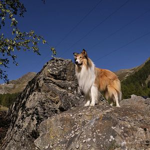 Photo Lassie - Ein neues Abenteuer