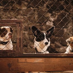 Photo Lassie - Ein neues Abenteuer