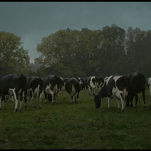 Photo La Vache qui chantait le futur