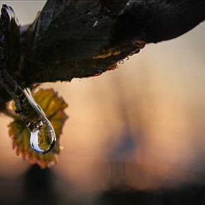 Photo Les Promesses de l'aube - Des vignerons face au gel