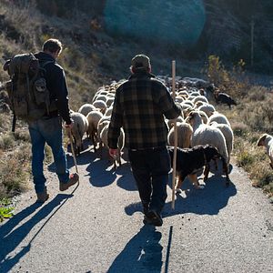 Photo Vivre avec les loups