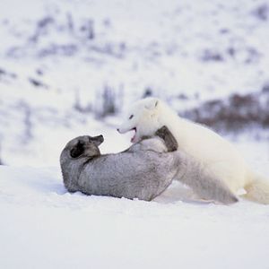 Photo Kina & Yuk : renards de la banquise