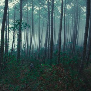 Photo Le Règne animal