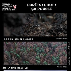 Photo Forêts : Chut ! Ça pousse
