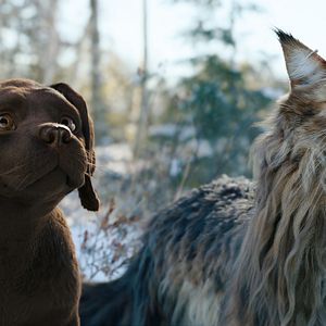 Photo Chien & Chat