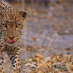 Photo Earthsounds : les sons de la Terre