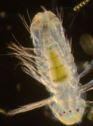 poster du film Conférence avec l’observatoire du plancton de Port-Louis