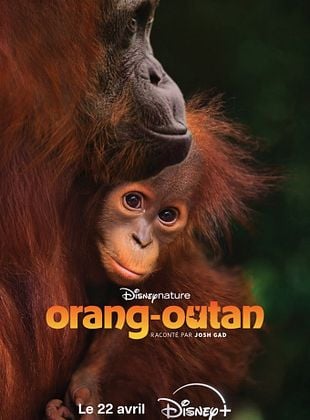 poster du film Bande-annonce Orang-outan