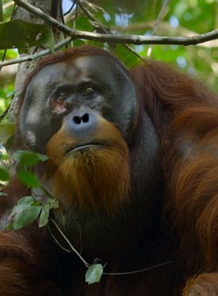 Bande-annonce La Vie Secrète des Orangs-Outans