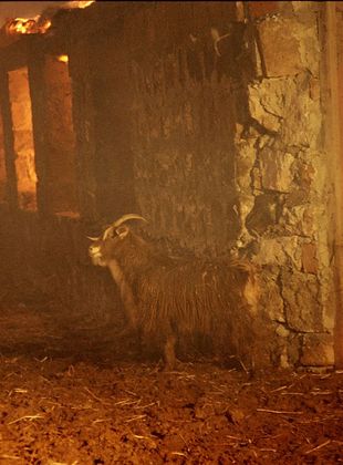 poster du film Border