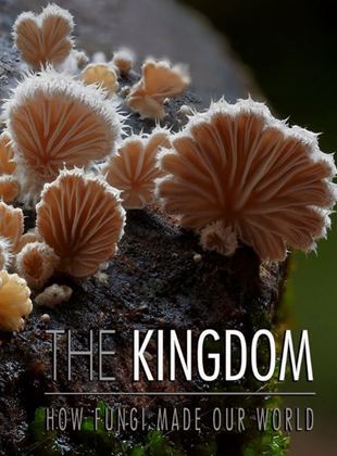 Au Royaume des champignons