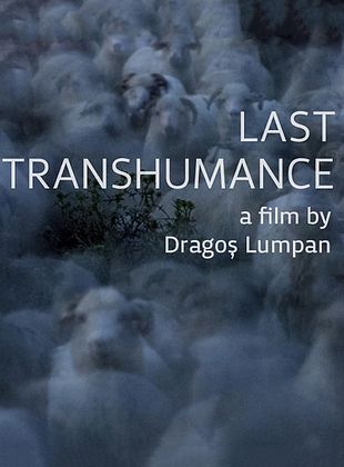 poster du film La Dernière transhumance