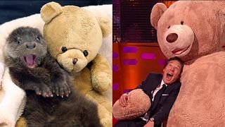 image de Benedict Cumberbatch, acteur et imitateur de loutres