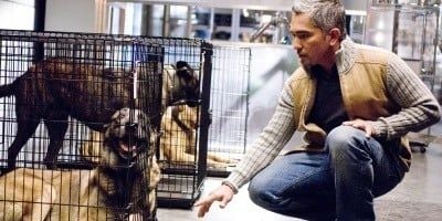 poster de la série Un après-midi de chien