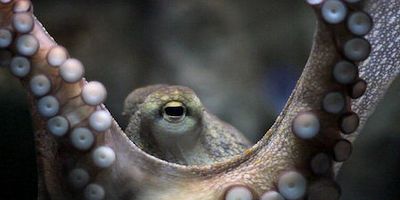 poster de la série L'avenir de la viande