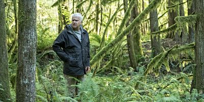 poster de la série Le cerf dans la forêt