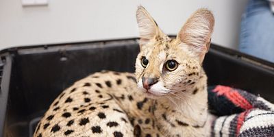 poster de la série Au fond du terrier du lapin