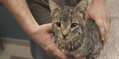 poster de la série Épingles et aiguilles