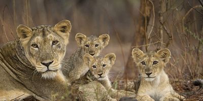 poster de la série Les lions