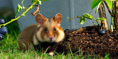 poster de la série Le Jardin