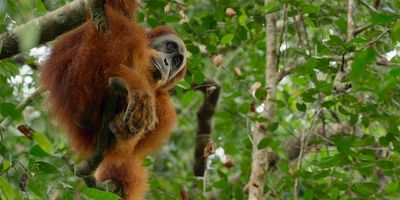 poster de la série Gunung Leuser, Indonésie