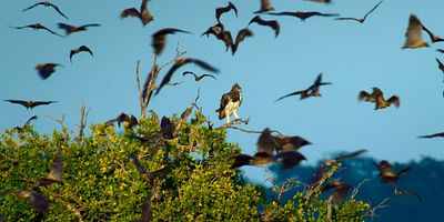 poster de la série Sur les traces des géants des océans
