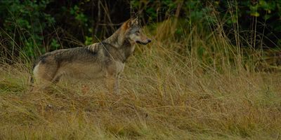 poster de la série Automne