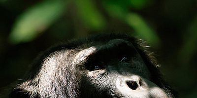 poster de la série Le paradis