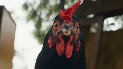 image de la news Vivez une véritable épopée… vécue à hauteur de poule !