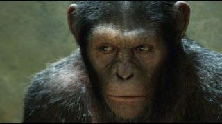image de la news 1ères séances : le retour gagnant des singes 