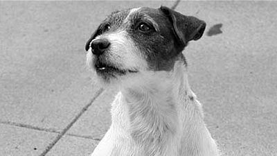 image de la news Uggie de "The Artist" : sa vie, son œuvre,... [VIDEO]