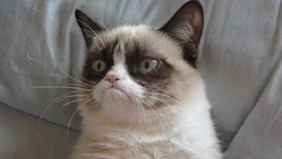 Grumpy Cat, star de cinéma !