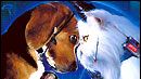 image de la news "Comme chiens et chats" : la suite
