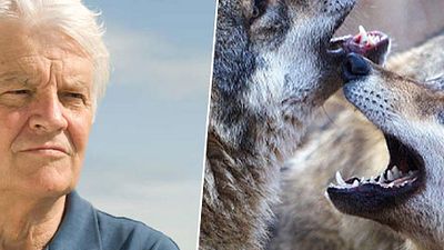 image de la news Jacques Perrin : "Le monde sauvage et libre, ce n’est pas un monde redoutable"