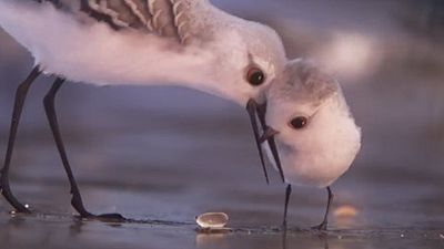 image de la news Piper : un extrait du court métrage Pixar attendu avant Dory
