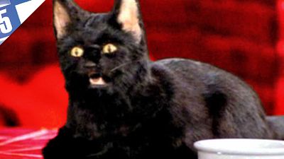 image de la news Le Top 5 des chats qui parlent