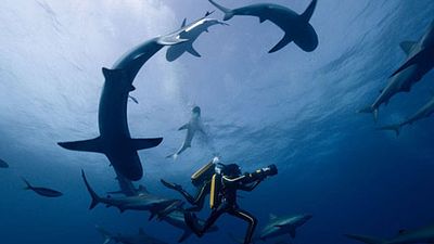 image de la news L'Odyssée - Plonger avec les requins : Pierre Niney se confie sur cette expérience à part