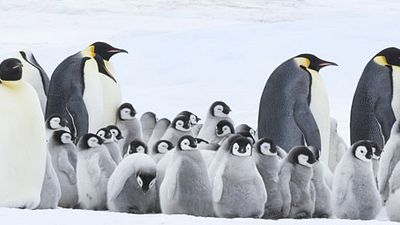 image de la news La suite de La Marche de l'Empereur dévoile sa bande-annonce