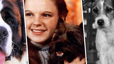 image de la news Rintintin, Lassie...Ces animaux du cinéma et des séries