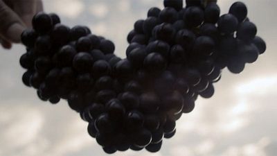 image de la news Wine Calling : "Le vin c'est du plaisir et non une étiquette ou une appellation"