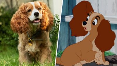 image de la news La Belle et le Clochard (Disney+) : la comparaison entre le film et le dessin animé
