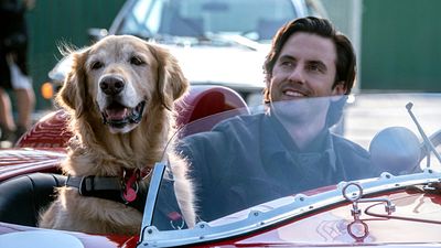 image de la news Dans les yeux d’Enzo sur Disney+ : 5 bonnes raisons de découvrir cette histoire émouvante avec Milo Ventimiglia