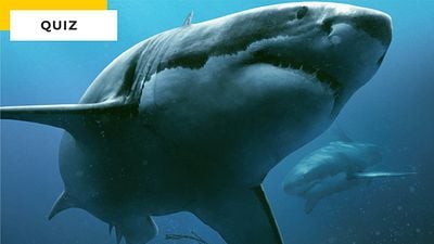 Quiz requins : quel film se cache derrière ce pitch ?
