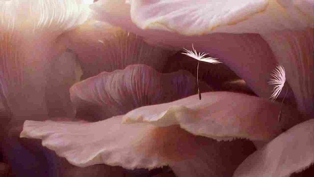 image de la news Le meilleur film de la semaine est "un voyage magique, véritable étonnement de chaque instant"