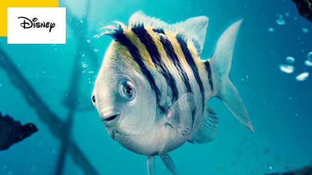 image de la news La Petite Sirène : au fait, Polochon, c'est quoi comme poisson ?