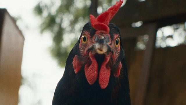 image de la news Vivez une véritable épopée… vécue à hauteur de poule !