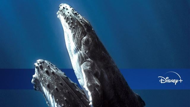 Disney+ : 5 merveilleux documentaires pour se plonger dans la Journée mondiale de l’océan