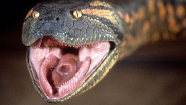 13 serpents culte au cinéma : Anaconda, Kaa, Nagini...